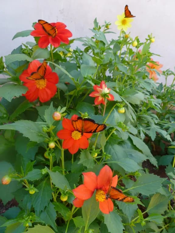 DAHLIA VARIABILIS FLOWER WATER 대표 사진