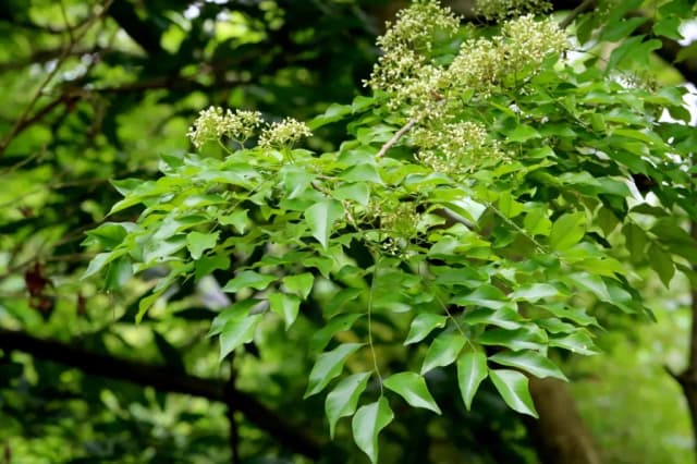 DALBERGIA ODORIFERA ROOT EXTRACT 대표 사진