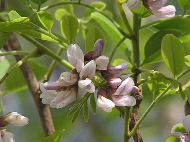 DALBERGIA OLIVERI EXTRACT 대표 사진