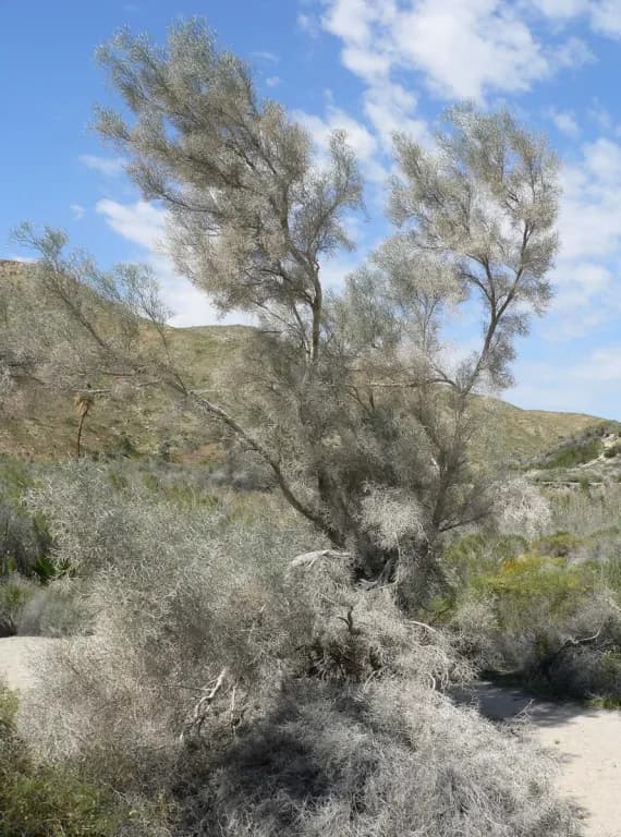 DALEA SPINOSA SEED OIL 대표 사진