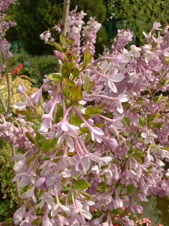 DAPHNE GENKWA BUD EXTRACT 대표 사진