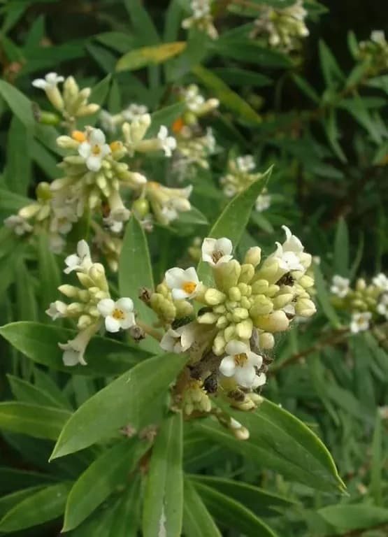 DAPHNE GNIDIUM LEAF EXTRACT 대표 사진