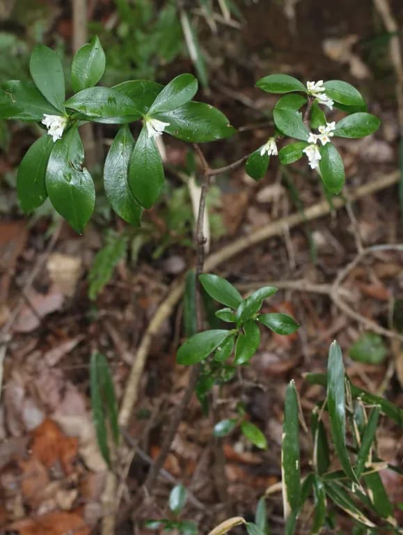 DAPHNE KIUSIANA FLOWER EXTRACT 대표 사진