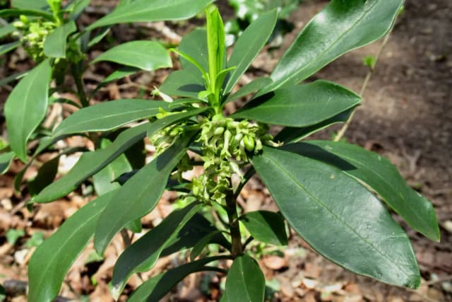DAPHNE LAUREOLA LEAF EXTRACT 대표 사진