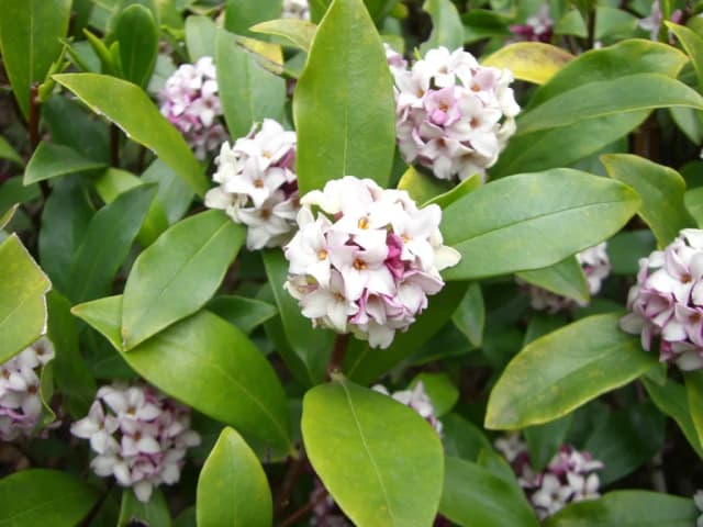 DAPHNE ODORA CALLUS EXTRACT 대표 사진