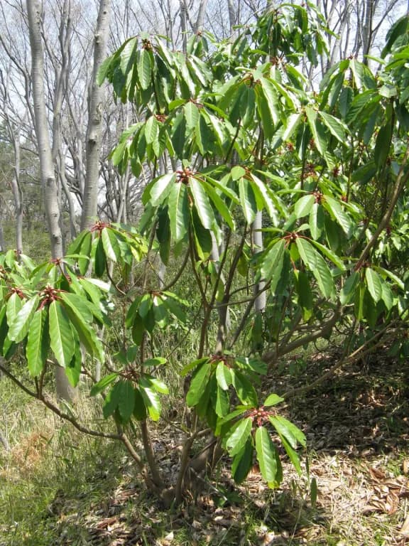 DAPHNIPHYLLUM MACROPODUM EXTRACT 대표 사진