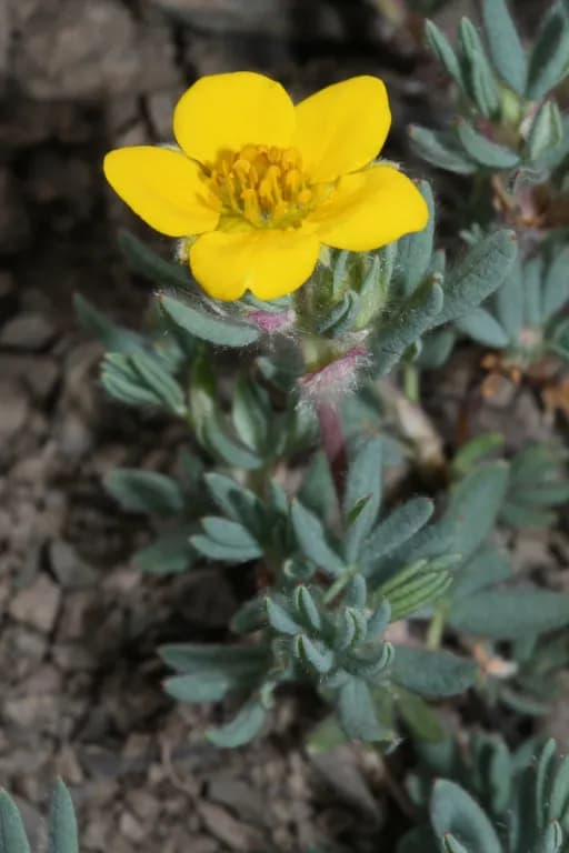 DASIPHORA FRUTICOSA EXTRACT 대표 사진