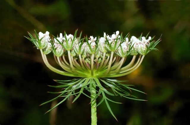 DAUCUS CAROTA SATIVA ROOT JUICE VESICLES 대표 사진