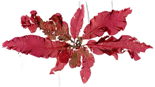 DELESSERIA SANGUINEA EXTRACT 대표 사진