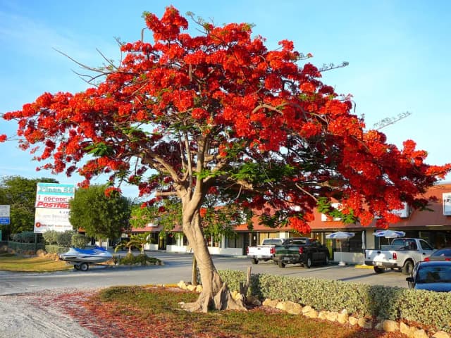 DELONIX REGIA FLOWER EXTRACT 대표 사진