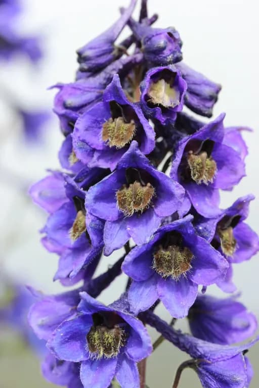 DELPHINIUM ELATUM FLOWER EXTRACT 대표 사진
