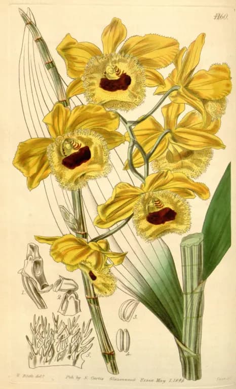 DENDROBIUM FIMBRIATUM EXTRACT 대표 사진