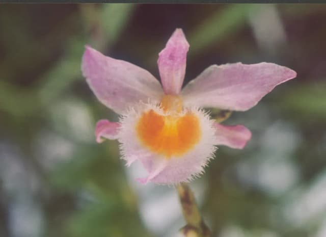DENDROBIUM LODDIGESII LEAF/STEM EXTRACT 대표 사진