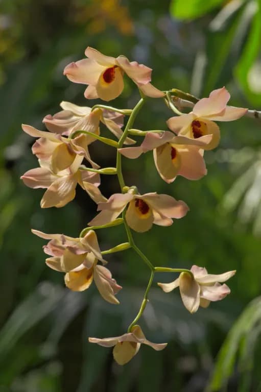 DENDROBIUM MOSCHATUM FLOWER EXTRACT 대표 사진
