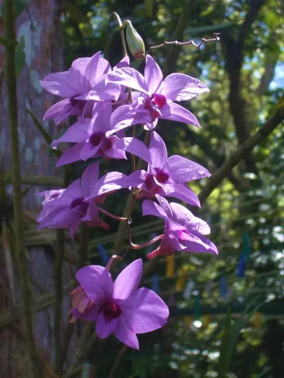 DENDROBIUM PHALAENOPSIS FLOWER EXTRACT 대표 사진