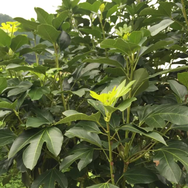 DENDROPANAX MORBIFERUS LEAF/STEM POWDER 대표 사진