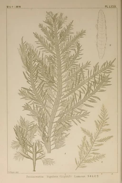 DESMARESTIA LIGULATA EXTRACT 대표 사진