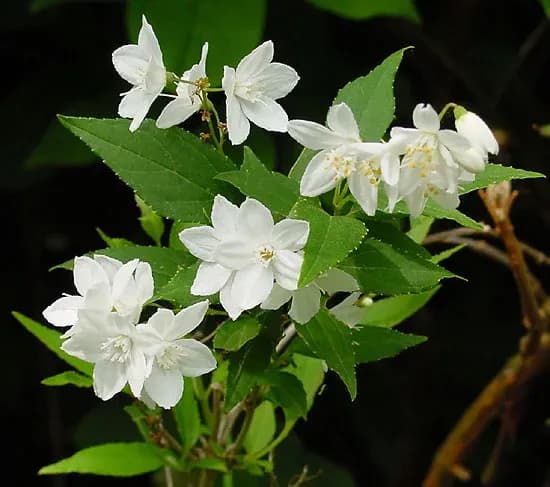 DEUTZIA GRACILIS LEAF/STEM EXTRACT 대표 사진
