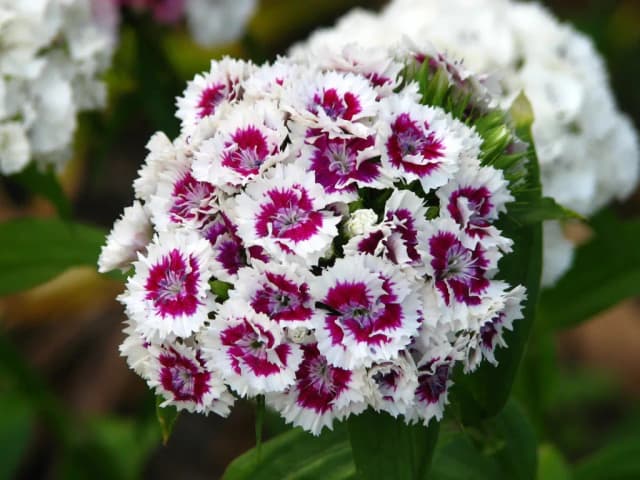 DIANTHUS BARBATUS FLOWER EXTRACT 대표 사진