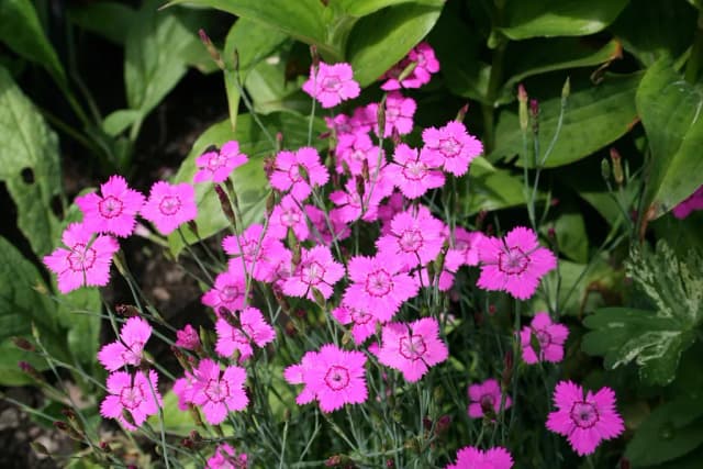 DIANTHUS DELTOIDES FLOWER EXTRACT 대표 사진