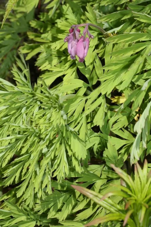 DICENTRA FORMOSA FLOWER EXTRACT 대표 사진
