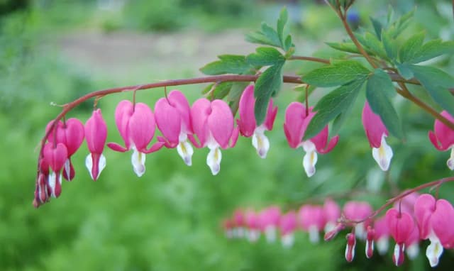 DICENTRA SPECTABILIS CALLUS CULTURE EXTRACT 대표 사진