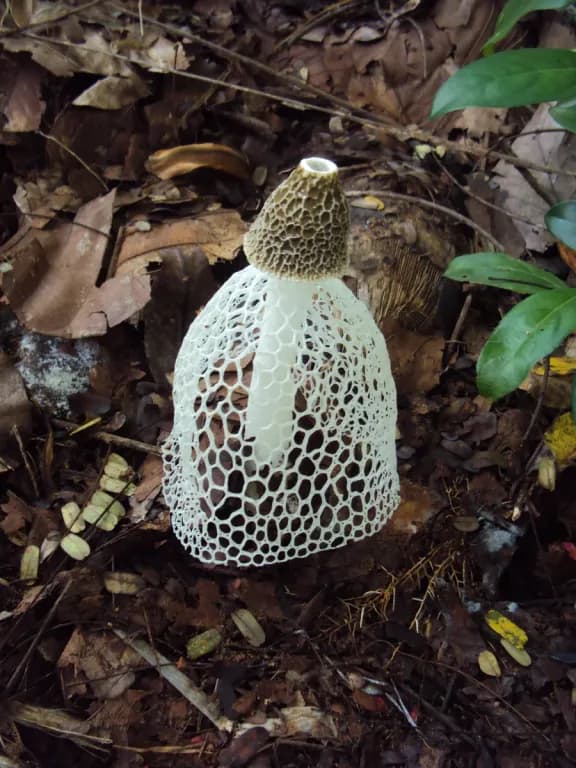 DICTYOPHORA INDUSIATA EXTRACT 대표 사진