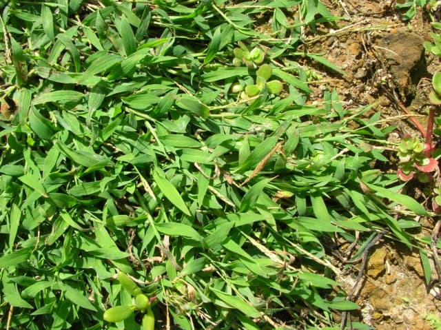 DIGITARIA CILIARIS FLOWER EXTRACT 대표 사진