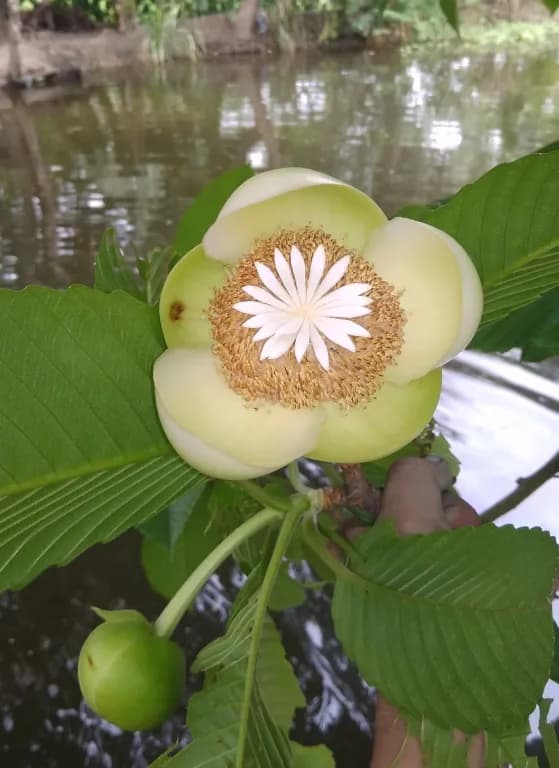 DILLENIA INDICA BARK/FRUIT/LEAF/STEM EXTRACT 대표 사진