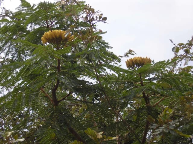 DIMORPHANDRA MOLLIS POD EXTRACT 대표 사진