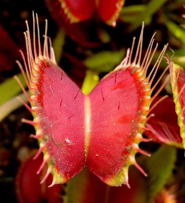 DIONAEA MUSCIPULA EXTRACT 대표 사진