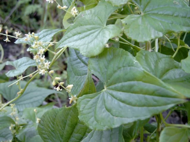DIOSCOREA COMMUNIS ROOT EXTRACT 대표 사진