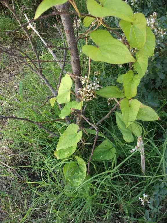 DIOSCOREA JAPONICA ROOT POWDER 대표 사진