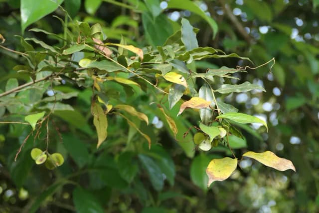 DIOSCOREA OPPOSITA ROOT EXTRACT 대표 사진
