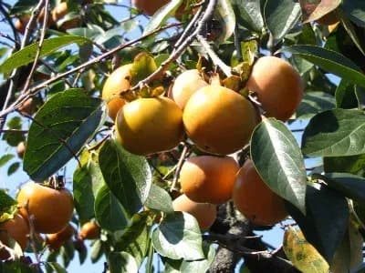 DIOSPYROS KAKI PEEL WATER 대표 사진