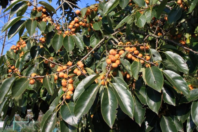 DIOSPYROS LOTUS LEAF EXTRACT 대표 사진