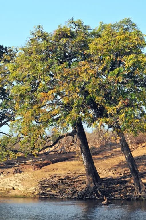 DIOSPYROS MESPILIFORMIS LEAF EXTRACT 대표 사진