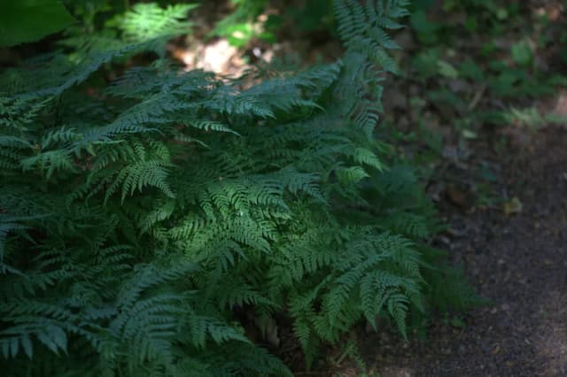 DIPLAZIUM SIBIRICUM LEAF/STEM EXTRACT 대표 사진