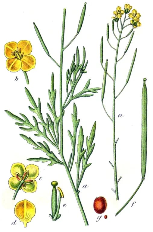 DIPLOTAXIS TENUIFOLIA STEM/LEAF EXTRACT 대표 사진