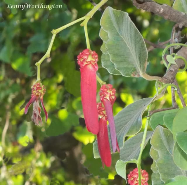 DIPTEROCARPUS INTRICATUS EXTRACT 대표 사진