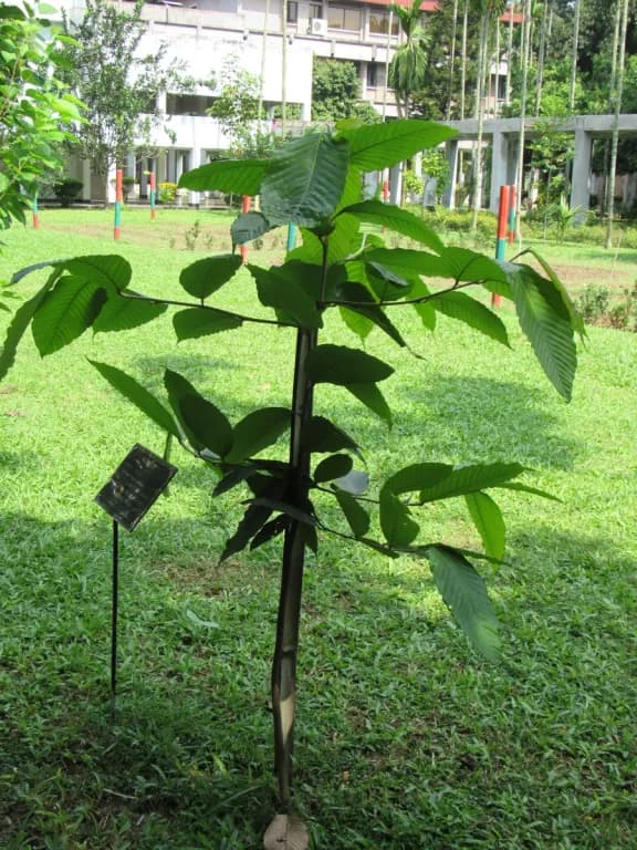 DIPTEROCARPUS TURBINATUS BALSAM EXTRACT 대표 사진