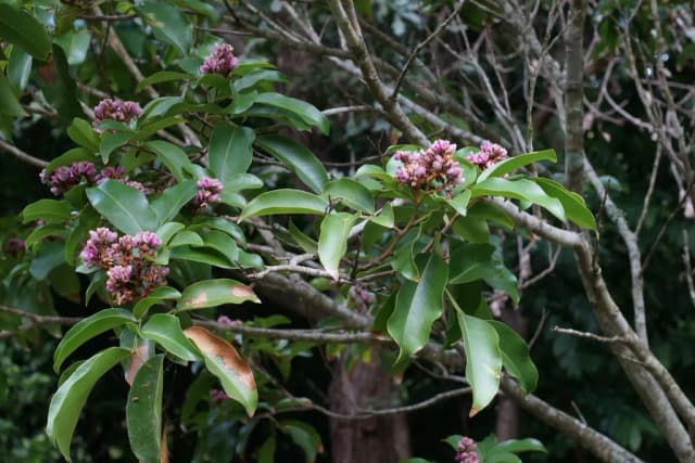 DIPTERYX ODORATA SEED WATER 대표 사진