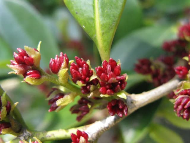 DISTYLIUM RACEMOSUM EXTRACT 대표 사진