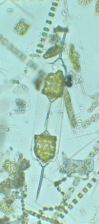 DITYLUM BRIGHTWELLII EXTRACT 대표 사진