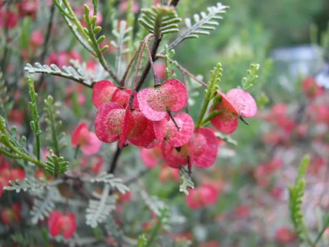 DODONAEA MICROZYGA LEAF/STEM EXTRACT 대표 사진