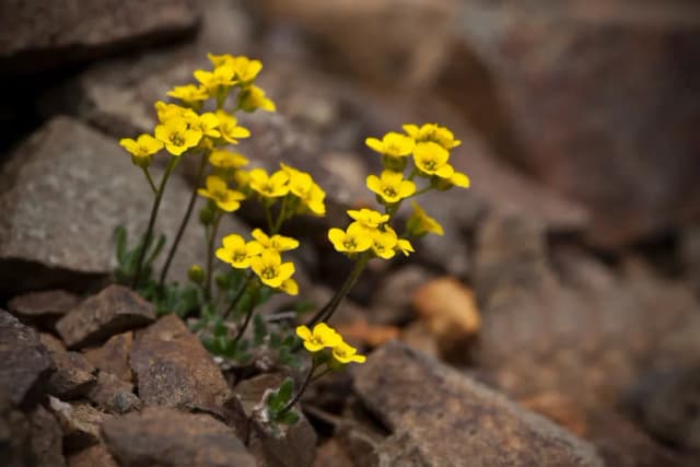 DRABA ALPINA CALLUS CULTURE EXTRACT 대표 사진