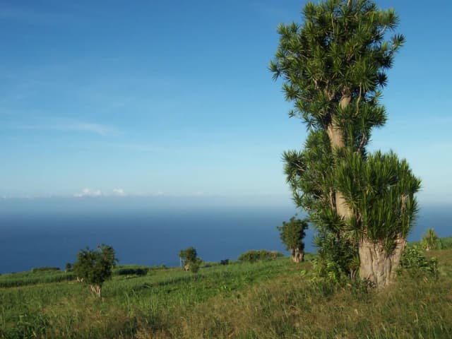 DRACAENA MARGINATA EXTRACT 대표 사진