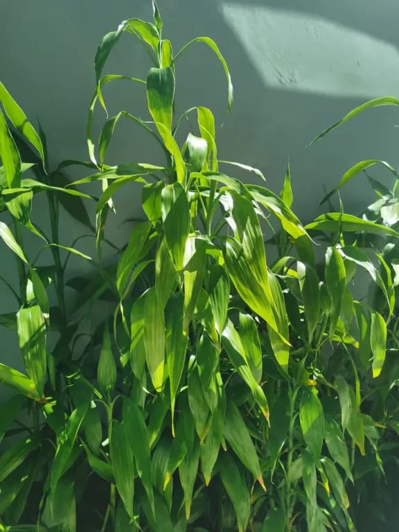 DRACAENA SANDERIANA LEAF/STEM EXTRACT 대표 사진