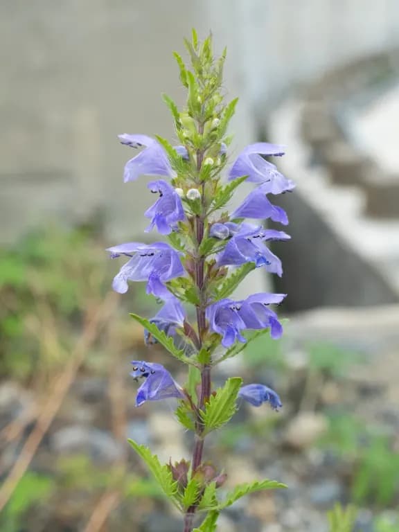 DRACOCEPHALUM MOLDAVICA OIL 대표 사진