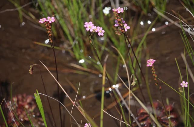 DROSERA TOKAIENSIS LEAF/ROOT EXTRACT 대표 사진